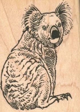 Koala Bear Looking 2 1/4 X 3