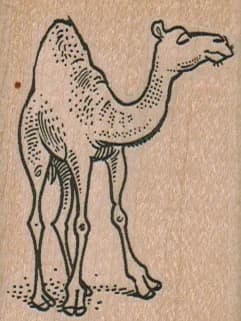 Camel 2 X 2 1/4