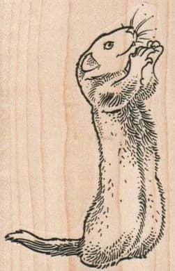 Ferret Begging 2 1/4 X 3 1/4