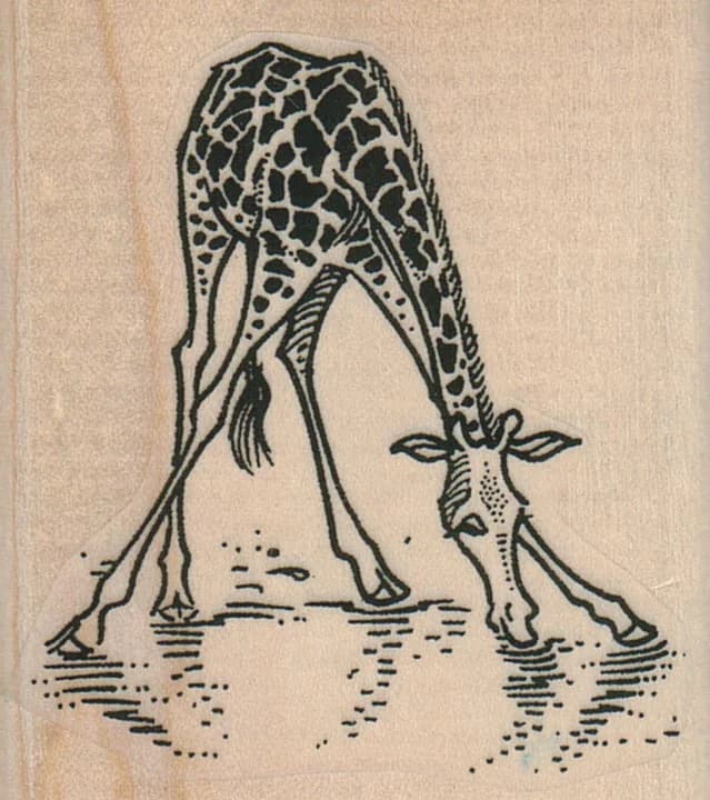 Giraffe Drinking 2 1/4 X 2 1/2