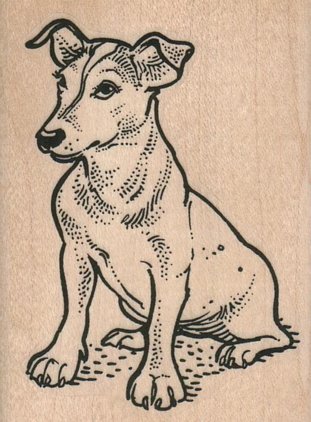 Pensive Jack Russell Terrier 2 1/4 X 3