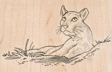 Mountain Lion Looking Up 3 1/2 X 2 1/4