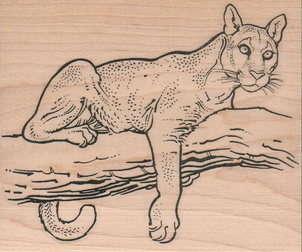 Mountain Lion On Branch 3 1/4 X 3 1/2