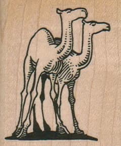 Camel Duo 1 3/4 X 2