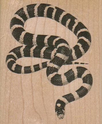 Striped Snake 2 1/2 X 3