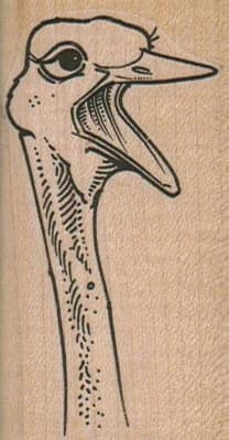 Ostrich Head 1 1/2 X 2 3/4