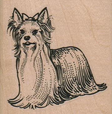 Yorkie 2 1/2 X 2 1/2