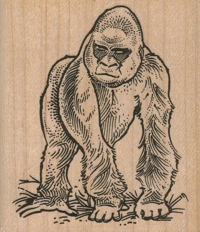 Gorilla My Dreams 2 1/2 X 2 3/4