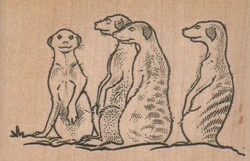 Meercat Quartet 3 1/2 X 2 1/4