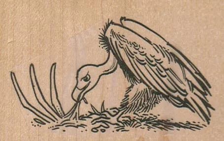 Vulture Eating 3 1/4 X 2