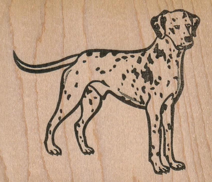Dalmatian Dog Standing 3 X 2 1/2