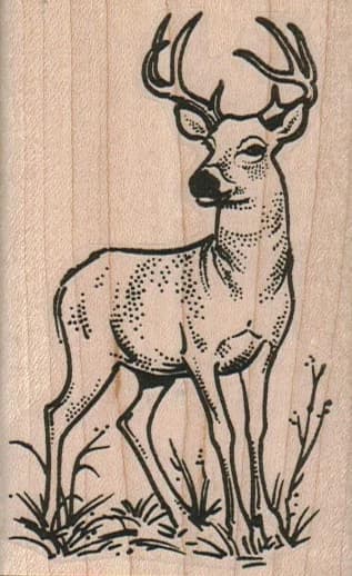 Deer Looking 2 1/4 X 3 1/2