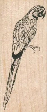 Polly Wants A Cracker 1 3/4 X 4