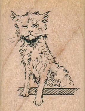 Wet Kitty 2 X 2 1/2