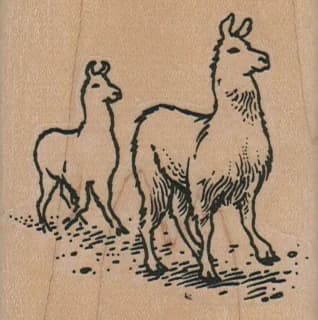 Llama Duo 2 1/4 X 2 1/4