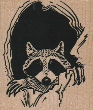 Raccoon Peeking Out Of Hole 2 1/4 X 2 1/2