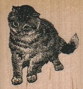 Inquisitive Cat 2 X 2