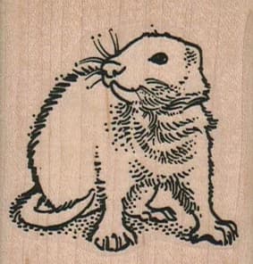 Ferret 2 X 2
