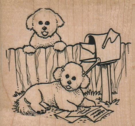 Bichons Reading Mail 3 1/4 X 3