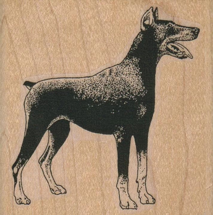 Doberman 2 1/2 X 2 1/2