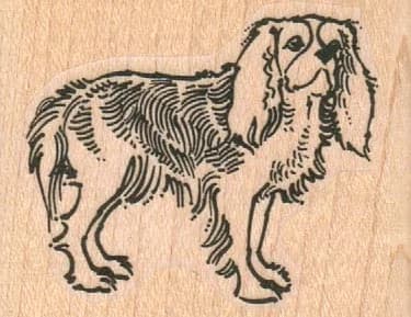 King Charles Spaniel 2 X 1 1/4