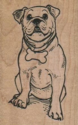 Bulldog With Bone Collar 2 X 3