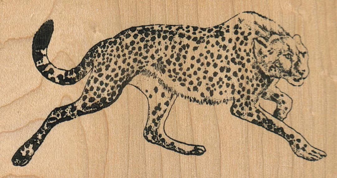 Cheetah 3 3/4 X 2