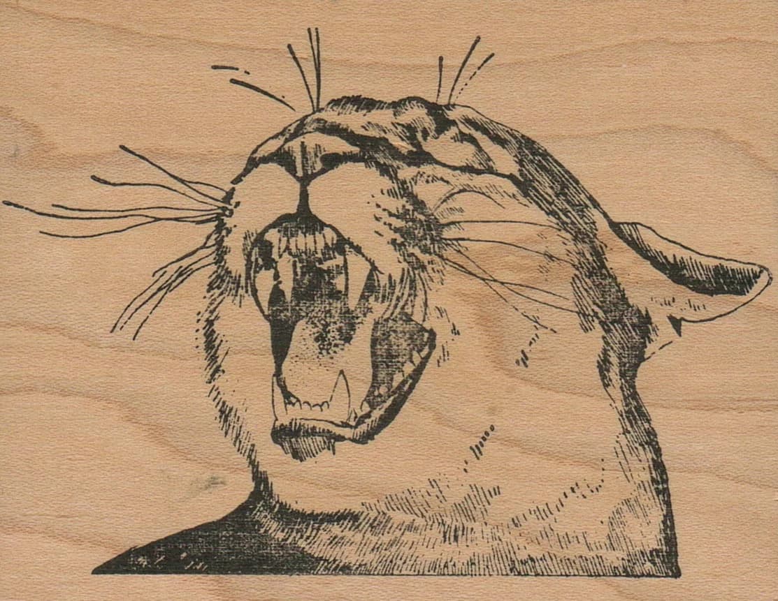Snarling Cougar 3 X 3 3/4