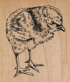 Chick 2 X 2 1/4