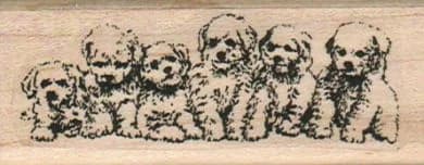 Bichon Bunch 1 1/4 X 3