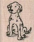 Dalmatian Sitting 1 1/4 X 1 1/2