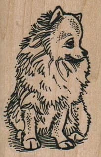 Pomeranian Looking To Side 1 1/2 X 2 1/4