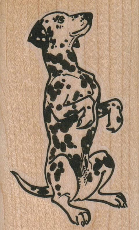 Begging Dalmatian 1 3/4 X 2 3/4