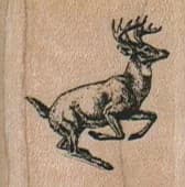 Running Stag 1 1/4 X 1 1/4