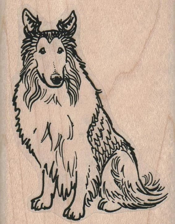 Collie 2 X 2 1/2