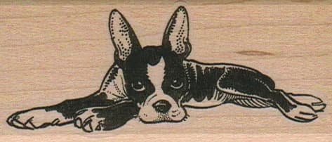 Boston Terrier Lying Down 1 1/2 X 3 1/4