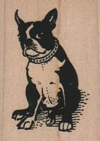 Collared Boston Terrier Sitting 1 1/2 X 2