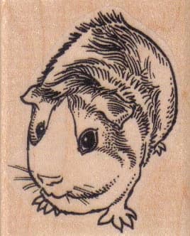 Guinea Pig 2 X 2 1/4