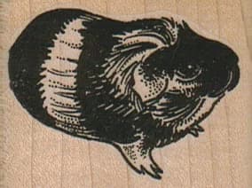 Black Guinea Pig With Stripe 2 X 1 1/2