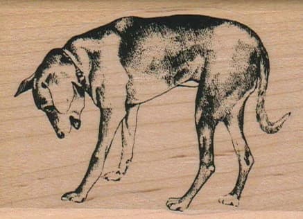 Dog Looking Down 2 1/4 X 3