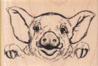 Pig Peering 3 1/2 X 2 1/4