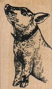 Pig In Collar 1 1/2 X 2 1/2