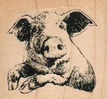 Pig Looking Sideways 2 1/4 X 2