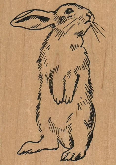 Bunny Looking Right/large 3 X 5 1/4