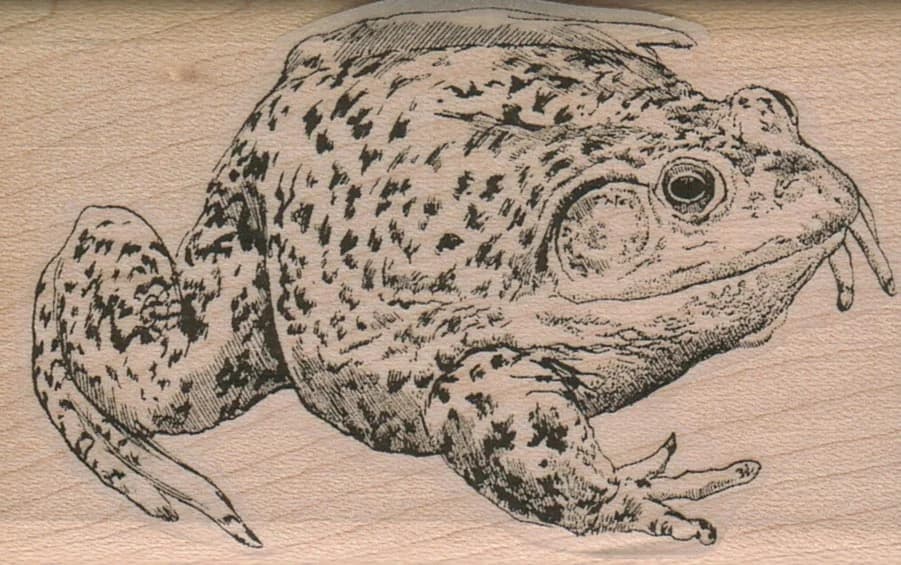 Fat Toad 2 X 3