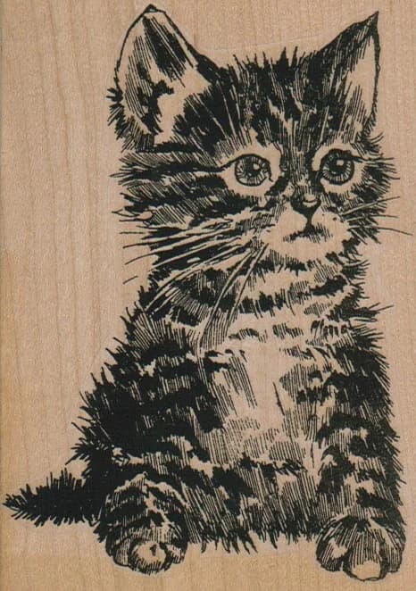 Kitten Inquisitive 3 1/4 X 4 1/2