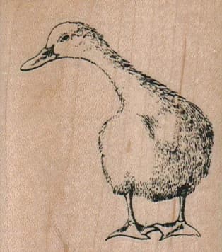 Curious Duck 2 1/4 X 2 1/2