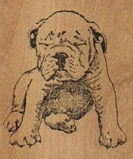 Squinting Bulldog 2 X 2 1/4