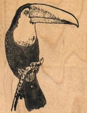 Toucan Small 2 X 2 1/2