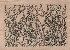 Texture/suburbs 1 1/2 X 2